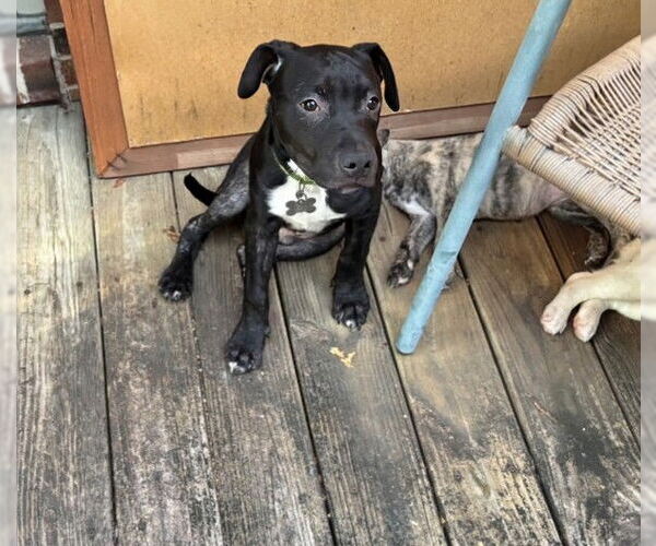 Medium Photo #2 Staffordshire Bull Terrier-Unknown Mix Puppy For Sale in Holly Springs, NC, USA