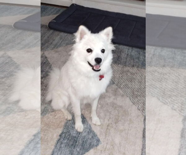 Medium Photo #1 American Eskimo Dog Puppy For Sale in Pikesville, MD, USA
