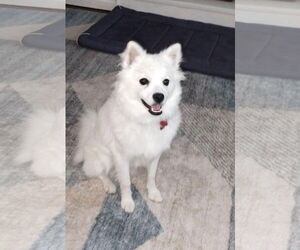 American Eskimo Dog Dogs for adoption in Pikesville, MD, USA