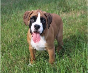 Boxer Puppy for sale in SHIPSHEWANA, IN, USA