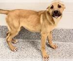 Small #1 German Shepherd Dog Mix