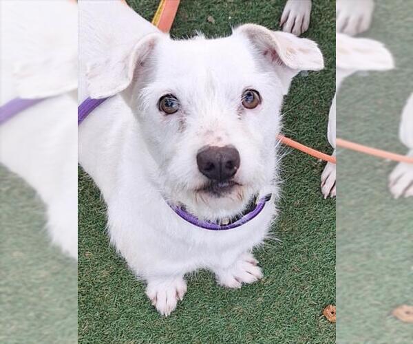 Medium Photo #1 Chihuahua-Unknown Mix Puppy For Sale in Woodland, CA, USA