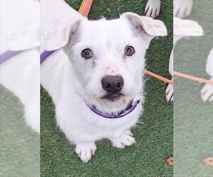 Chihuahua-Unknown Mix Dogs for adoption in Woodland, CA, USA