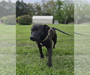 American Staffordshire Terrier-Labrador Retriever Mix Dogs for adoption in Foristell, MO, USA