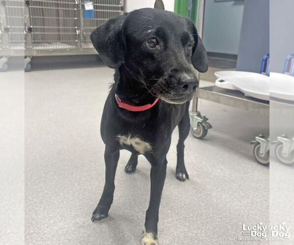 Medium Photo #6 Labrador Retriever-Whippet Mix Puppy For Sale in Washington, DC, USA