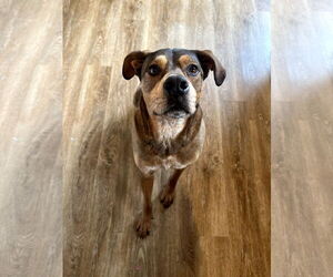 Mutt Dogs for adoption in Minneapolis, MN, USA