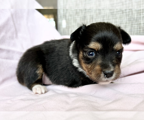 Medium Photo #1 Miniature Australian Shepherd Puppy For Sale in BEATTY, OR, USA