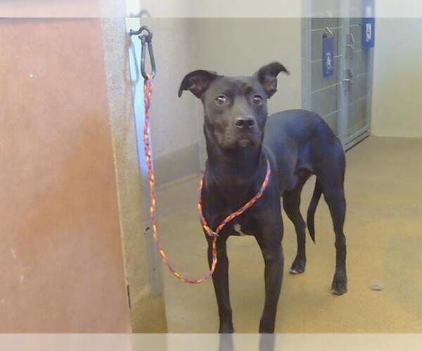 Medium Photo #1 American Staffordshire Terrier-German Shepherd Dog Mix Puppy For Sale in Sacramento, CA, USA