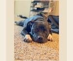Small Photo #2 American Pit Bull Terrier Puppy For Sale in MESA, AZ, USA