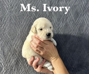 Medium English Cream Golden Retriever