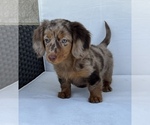 Small Photo #3 Dachshund Puppy For Sale in BEECH GROVE, IN, USA