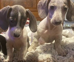 Dachshund Puppy for sale in PONCHATOULA, LA, USA