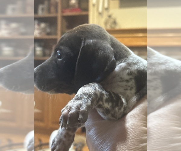 Medium Photo #5 German Shorthaired Pointer Puppy For Sale in CARTERSVILLE, GA, USA