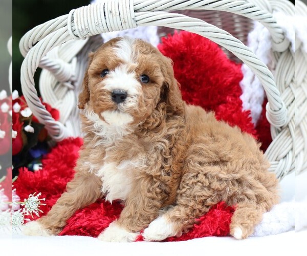 Medium Photo #8 Cavapoo Puppy For Sale in JONES, MI, USA