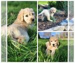 Small Photo #1 Goldendoodle Puppy For Sale in CORRYTON, TN, USA