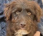 Small Photo #2 Border Collie-Goldendoodle Mix Puppy For Sale in HILLSBORO, WI, USA
