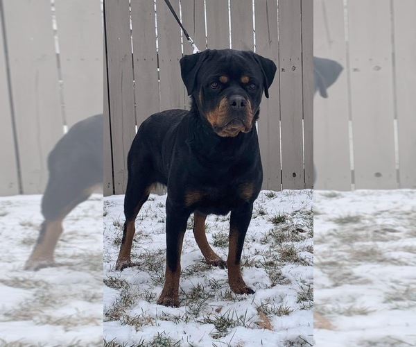 Medium Photo #5 Rottweiler Puppy For Sale in ELKHART, IN, USA