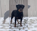 Small Photo #5 Rottweiler Puppy For Sale in ELKHART, IN, USA