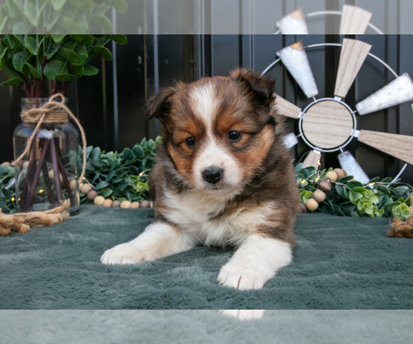 Medium Photo #2 Shel-Aussie Puppy For Sale in HILLSBORO, OH, USA