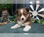 Small #1 Shel-Aussie