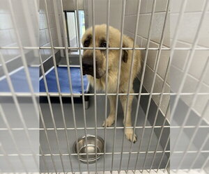 Anatolian Shepherd Dogs for adoption in Ocala, FL, USA