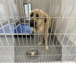Small Anatolian Shepherd