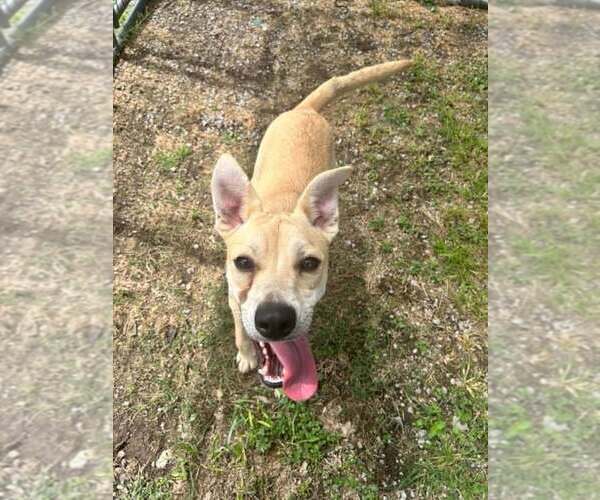 Medium Photo #2 Mutt Puppy For Sale in Abbeville, LA, USA