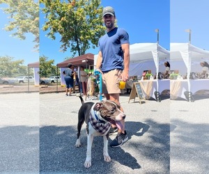 Duke - Male American Pit Bull Terrier-Border Collie Mix Dog for Adoption - Photo #6