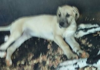 Great Dane Puppy for sale in BARBOURVILLE, KY, USA