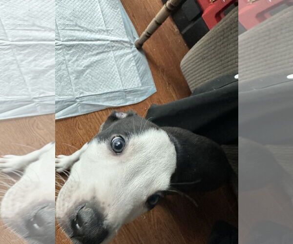 Medium Photo #2 American Staffordshire Terrier-Unknown Mix Puppy For Sale in Minneapolis, MN, USA