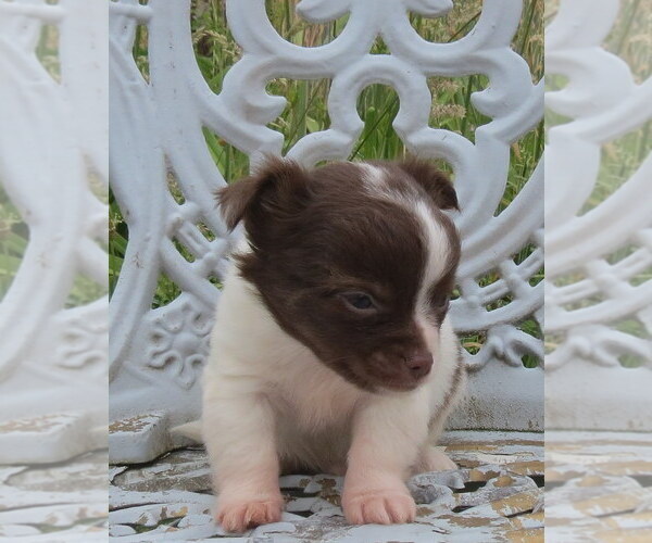 Medium Photo #15 Chihuahua Puppy For Sale in HAYES, VA, USA