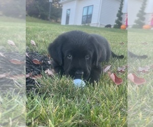 Labrador Retriever-Newfoundland Mix Puppy for sale in MARS, PA, USA