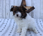 Small Photo #1 Pom-A-Poo-Poodle (Miniature) Mix Puppy For Sale in HONEY BROOK, PA, USA