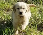 Small Photo #6 Golden Retriever Puppy For Sale in TWIN FALLS, ID, USA
