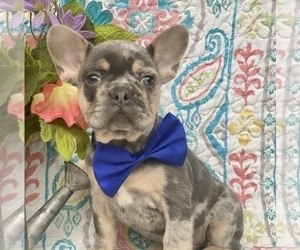 French Bulldog Puppy for sale in OXFORD, PA, USA