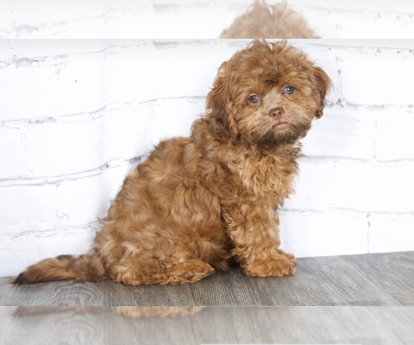 Medium Photo #1 ShihPoo Puppy For Sale in RED LION, PA, USA
