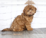 Small Photo #1 ShihPoo Puppy For Sale in RED LION, PA, USA