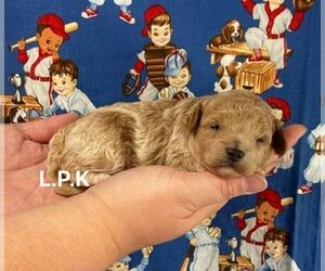 Maltipoo Puppy for sale in WINNSBORO, LA, USA