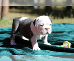 Small Photo #2 Bulldog Puppy For Sale in MONUMENT, CO, USA