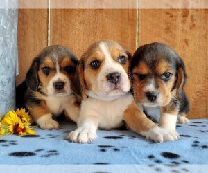 Beagle Puppy for sale in EVERETT, WA, USA