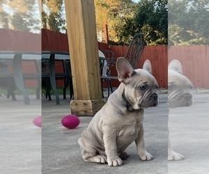 French Bulldog Puppy for Sale in SUISUN CITY, California USA