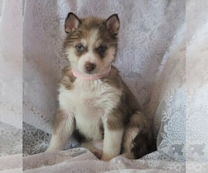 Siberian Husky Puppy for sale in FREDERICKSBG, OH, USA