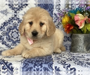 Golden Retriever Puppy for sale in LANCASTER, PA, USA
