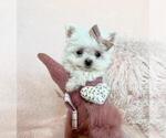 Small #12 Maltese
