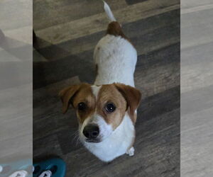 Chihuahua-Unknown Mix Dogs for adoption in Aurora, CO, USA