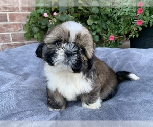 Shih Tzu Puppy for sale in GREENWD, IN, USA
