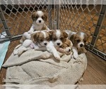 Small #3 Cavalier King Charles Spaniel