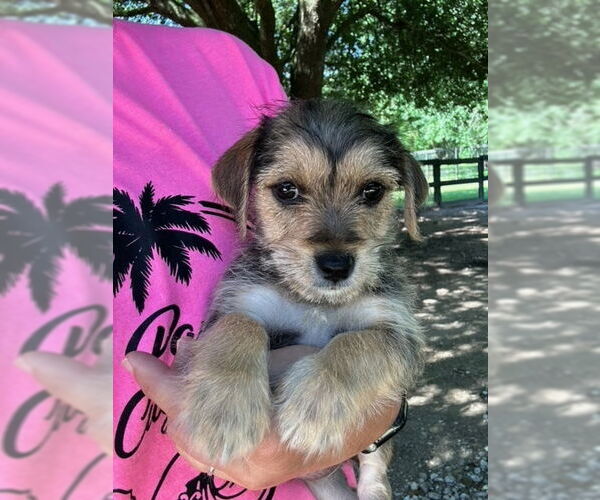 Medium Photo #1 Mutt Puppy For Sale in Oak Bluffs, MA, USA