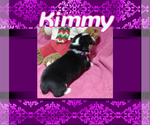 Small Photo #90 Pembroke Welsh Corgi Puppy For Sale in LOGAN, NM, USA