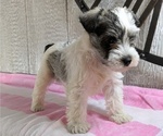 Small #7 Schnauzer (Miniature)